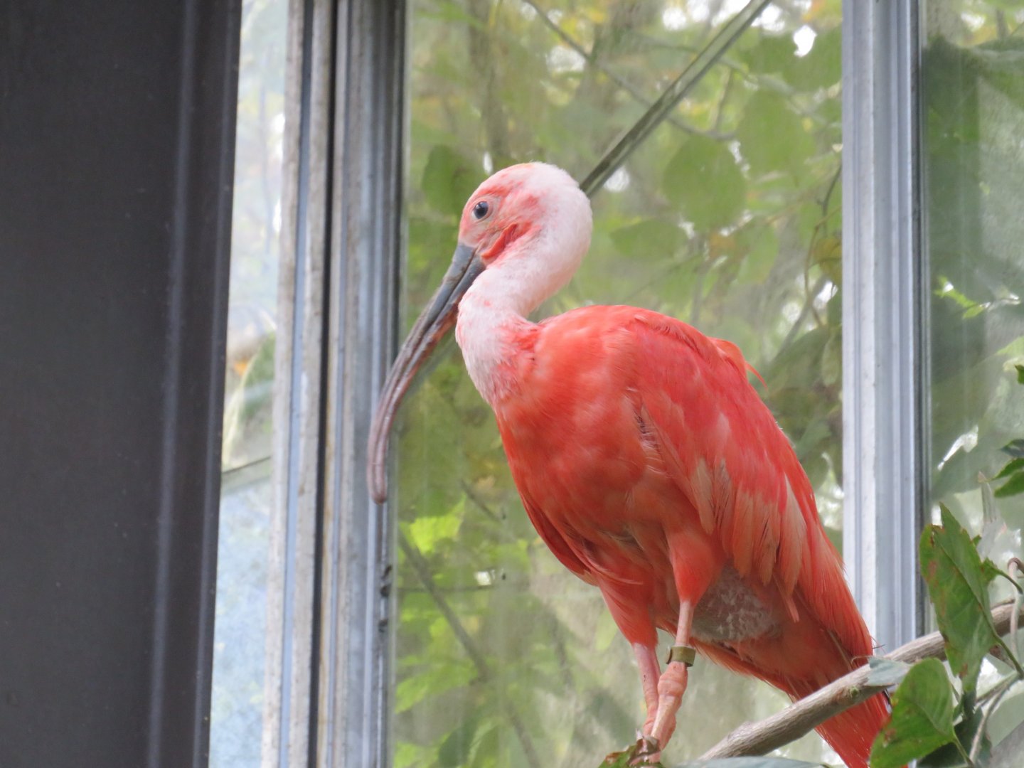 Scarlet ibis