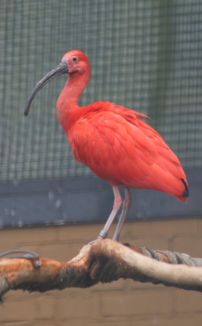 Scarlet ibis