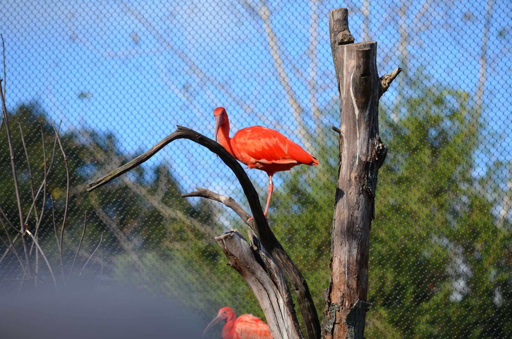 Scarlet Ibis