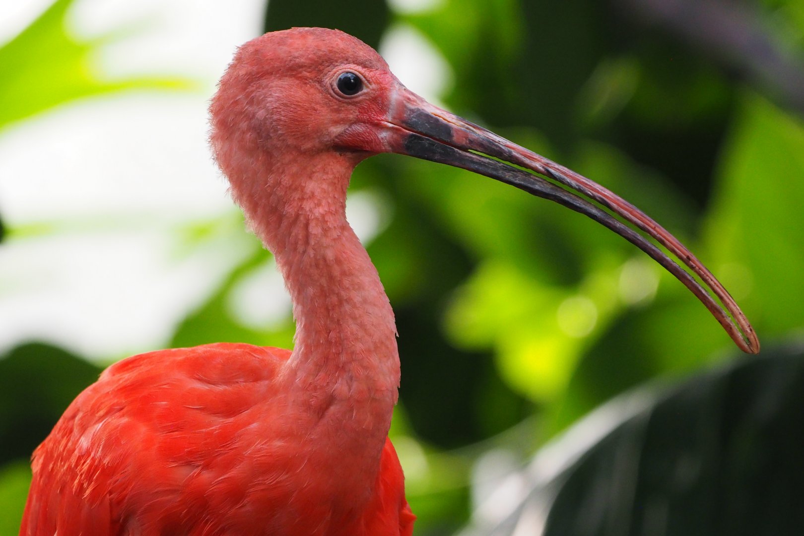 Scarlet ibis