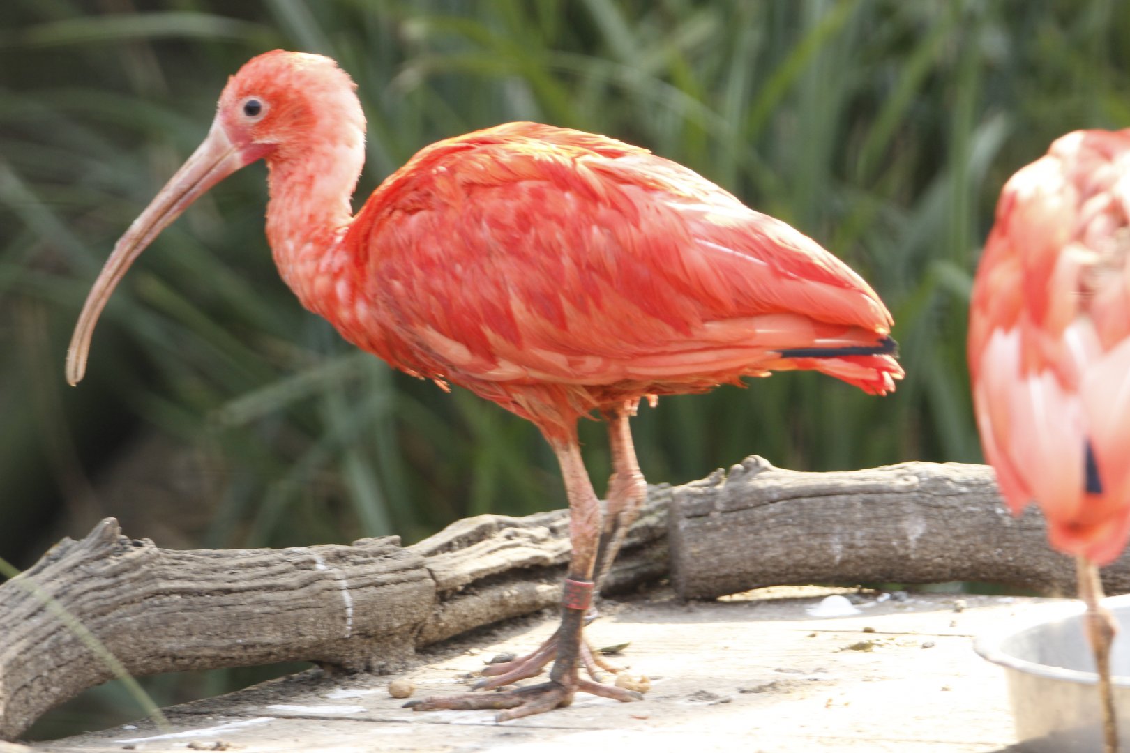 Scarlet Ibis