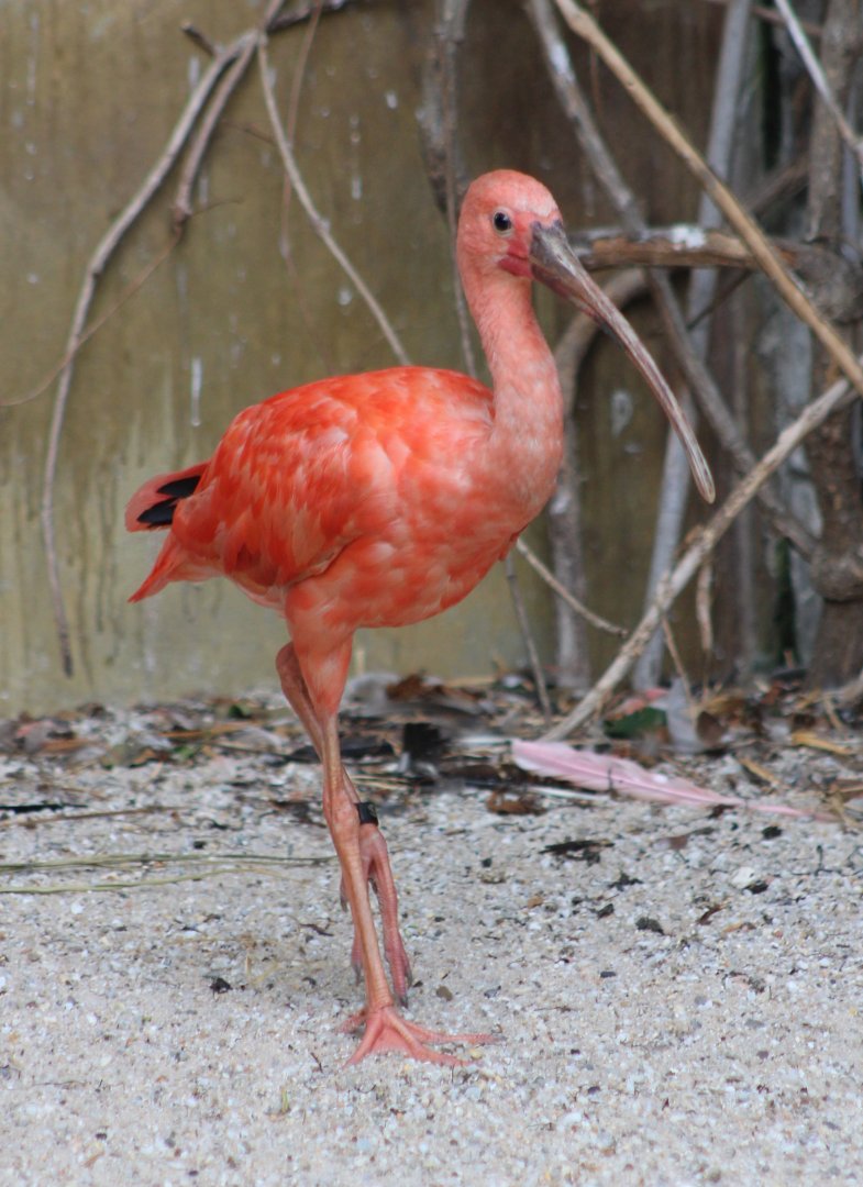 Scarlet ibis