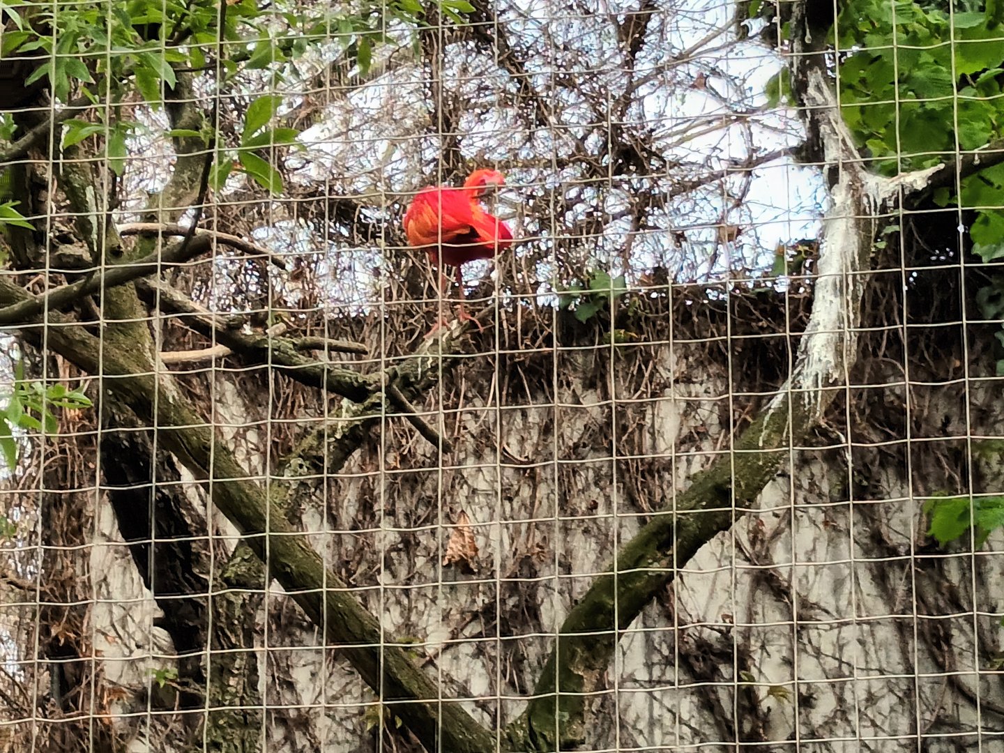 Scarlet Ibis