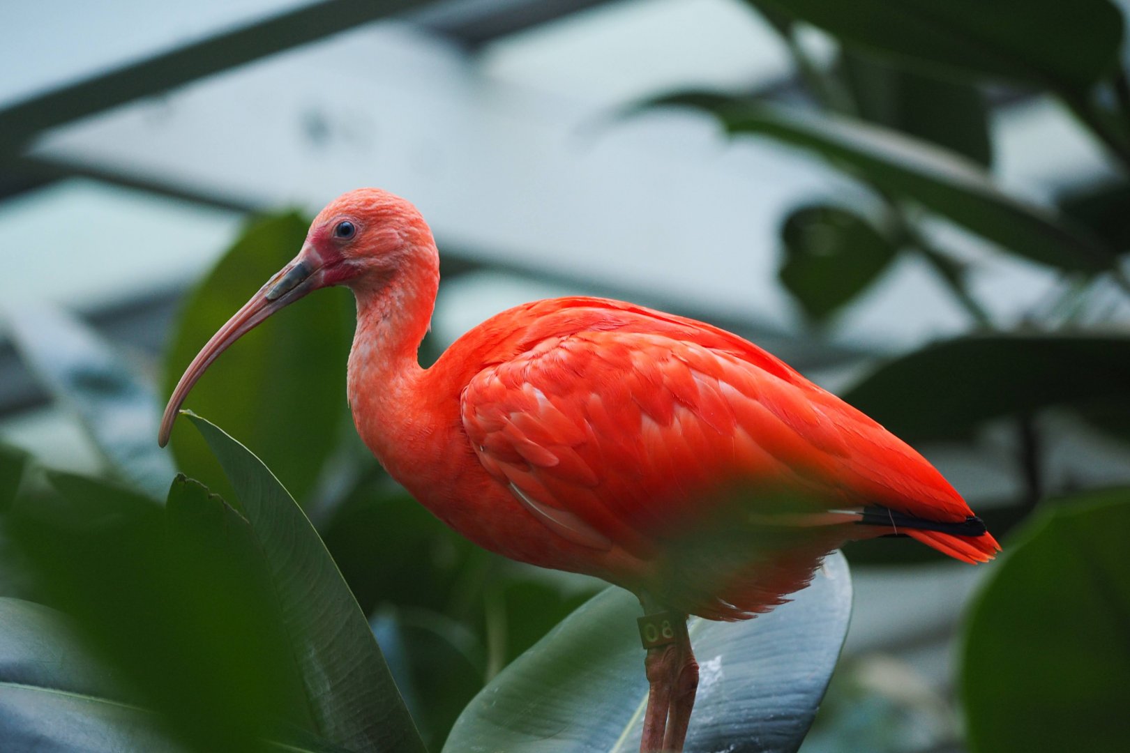 Scarlet ibis