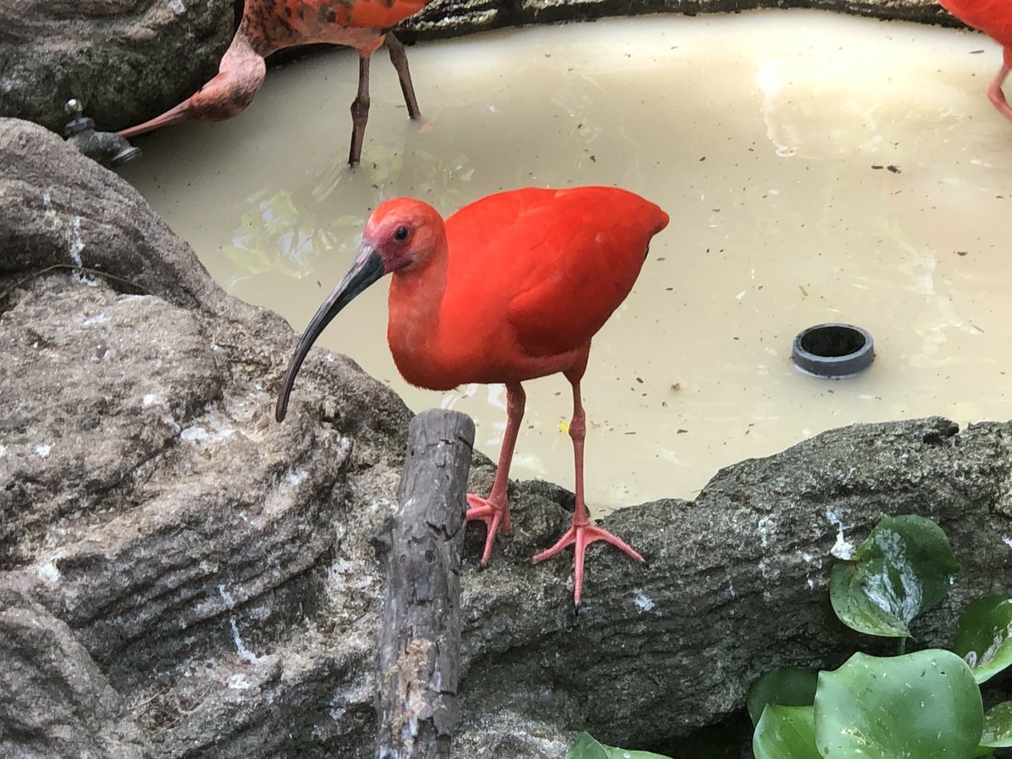 Scarlet Ibis