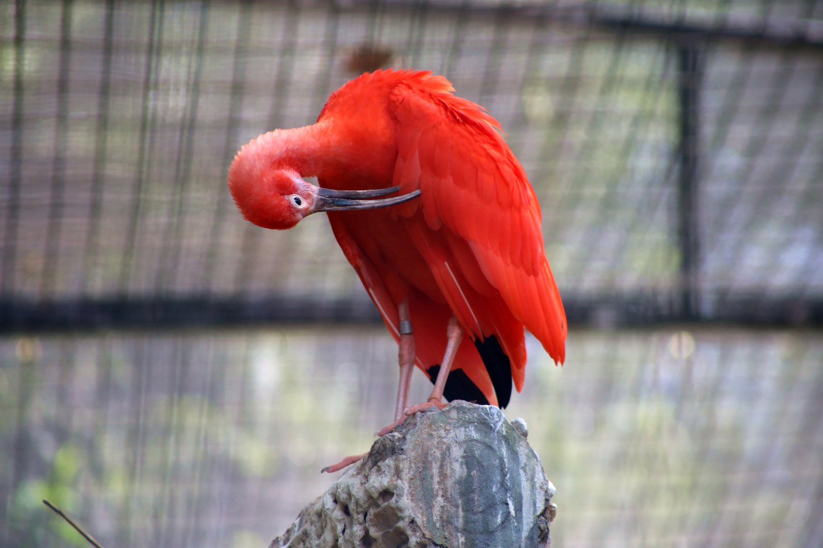 Scarlet Ibis