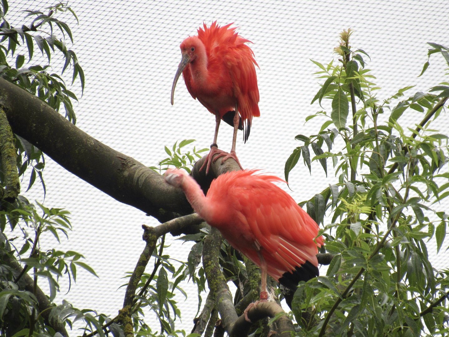 Scarlet Ibis