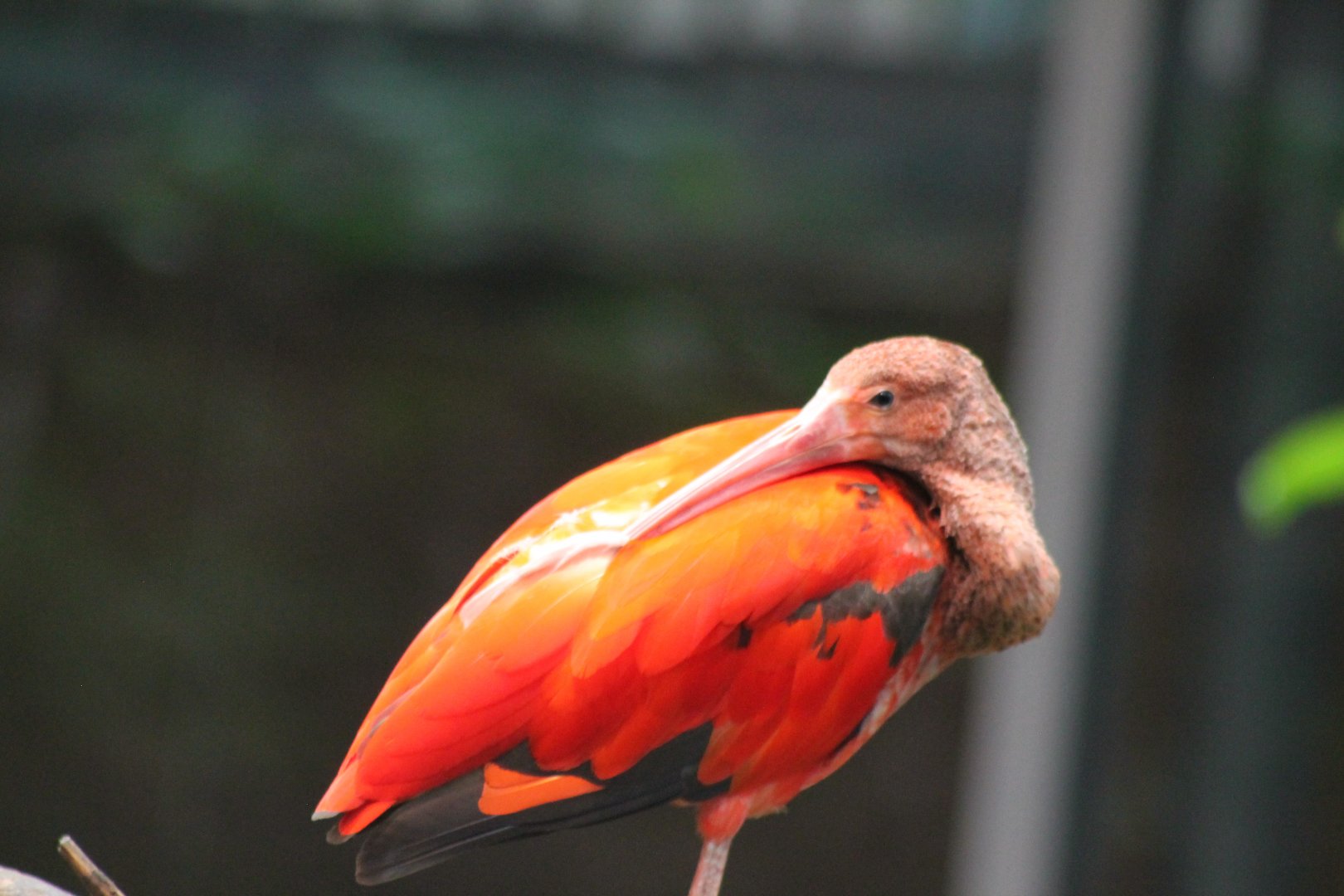 Scarlet Ibis