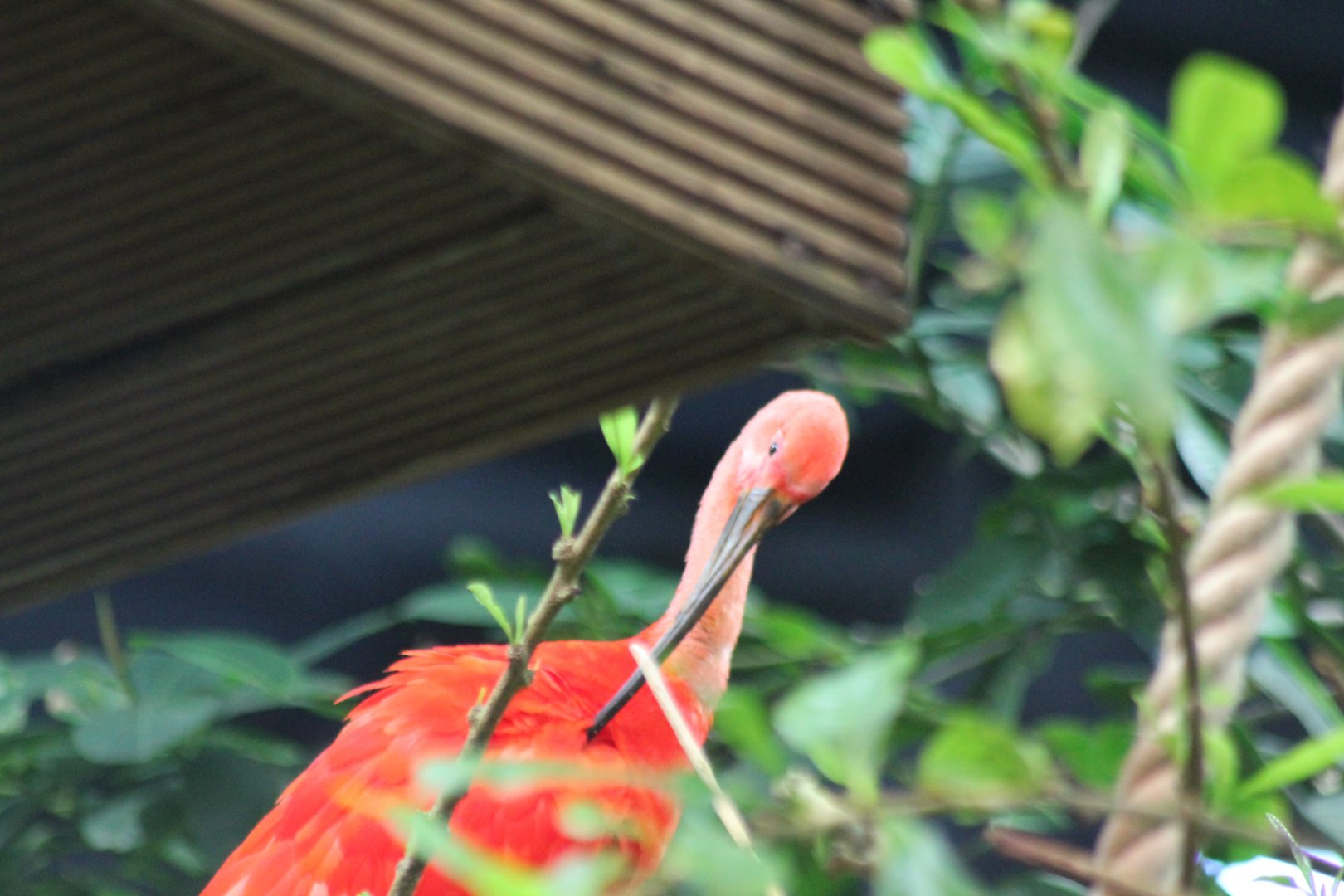 Scarlet Ibis