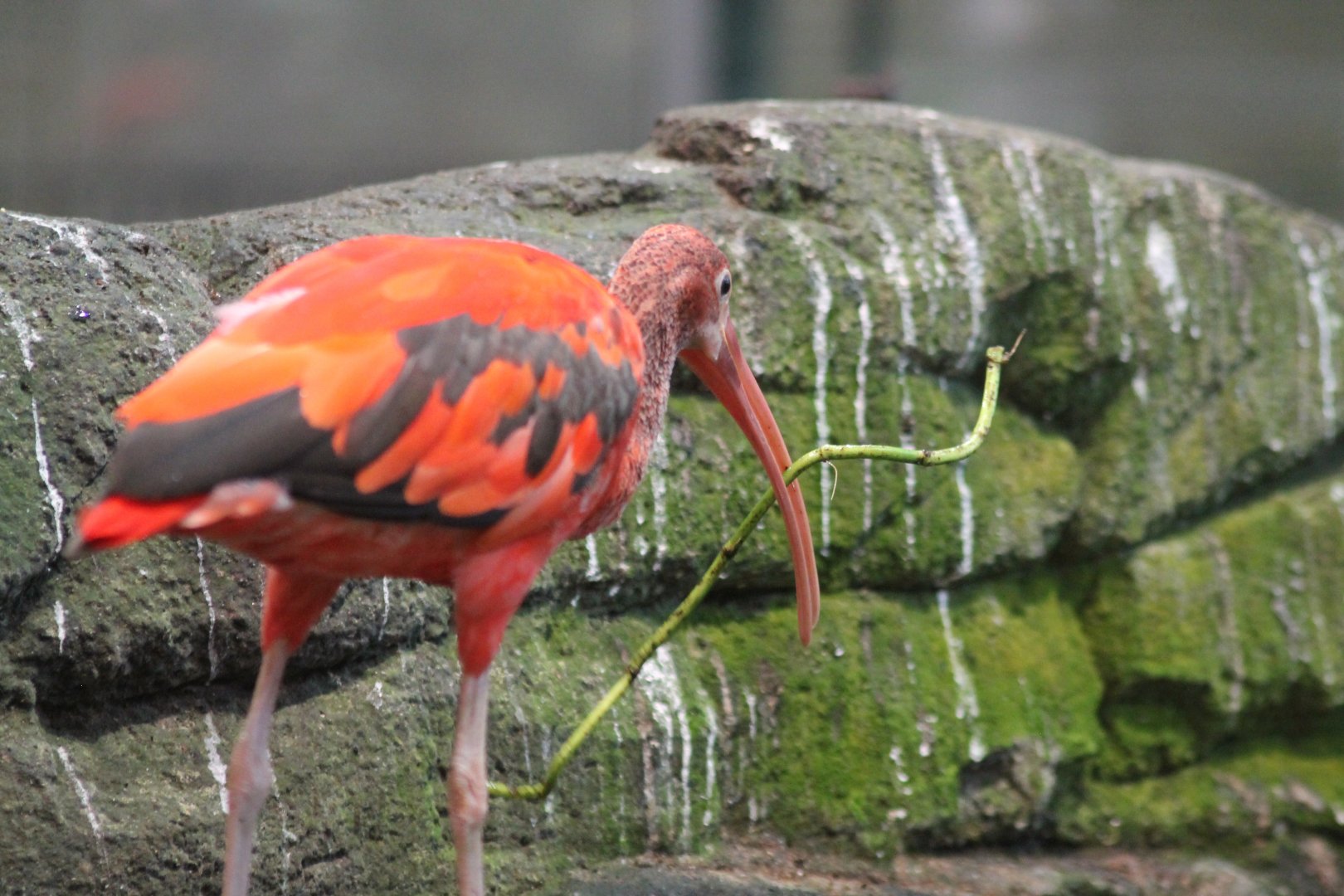 Scarlet Ibis