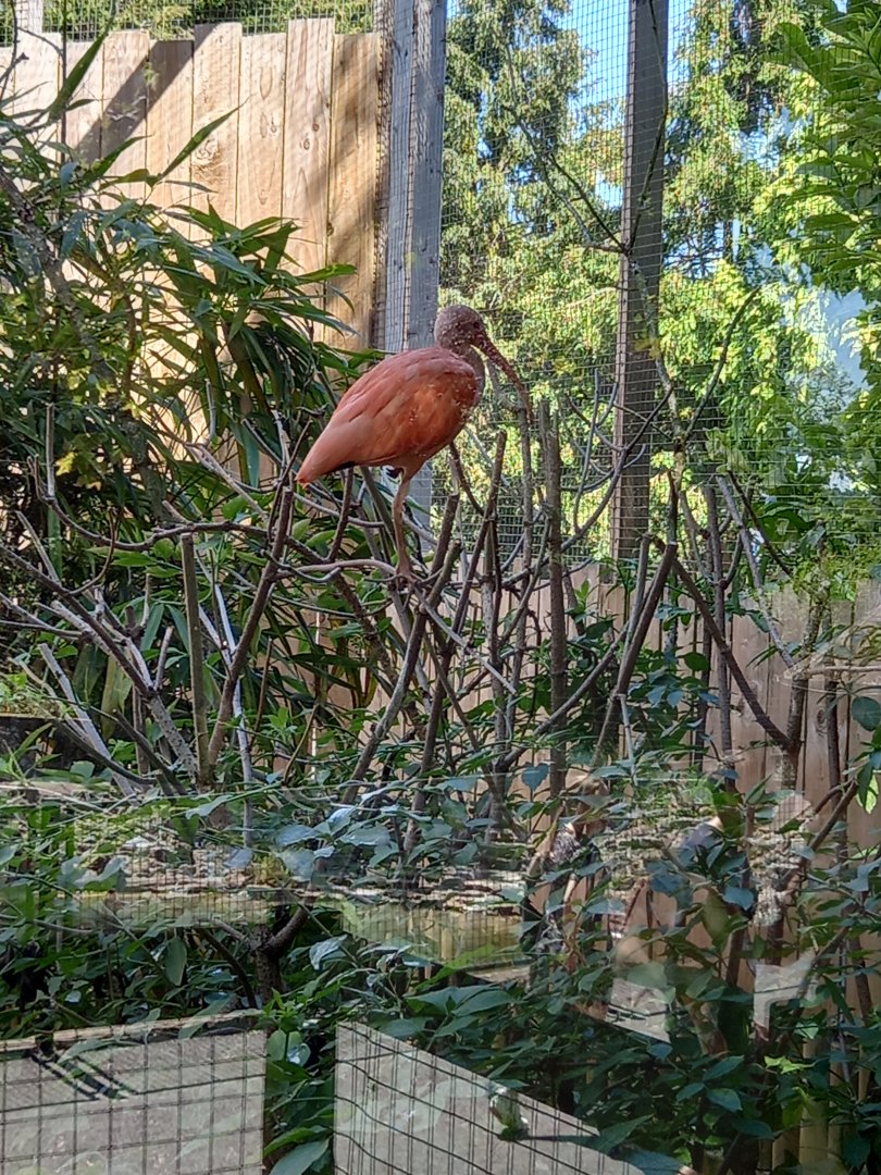 Scarlet Ibis