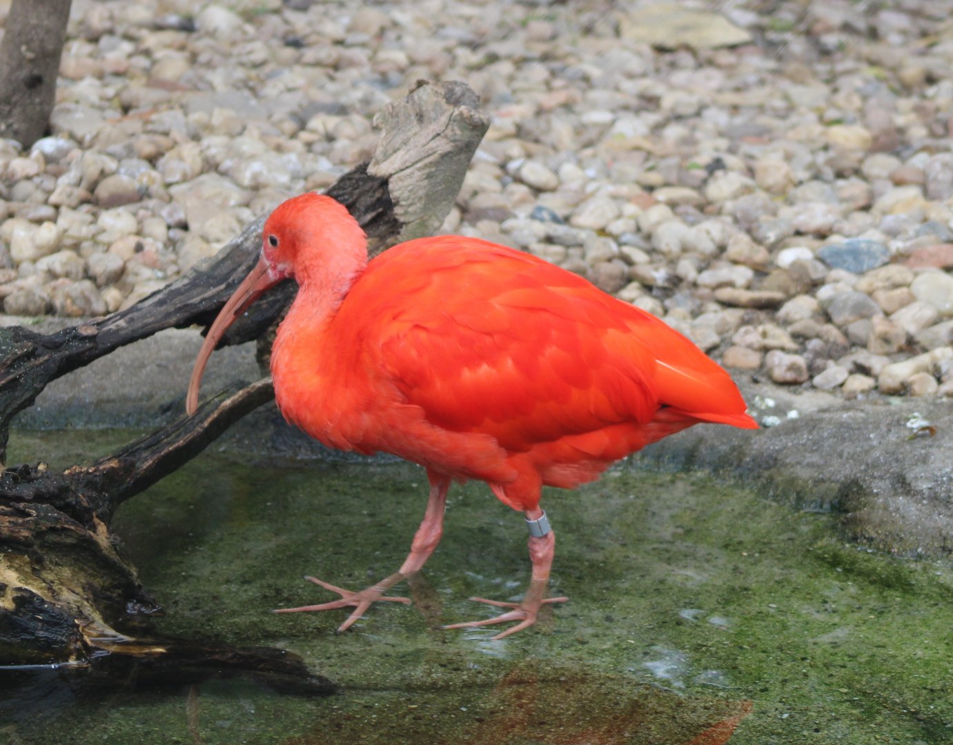 Scarlet ibis