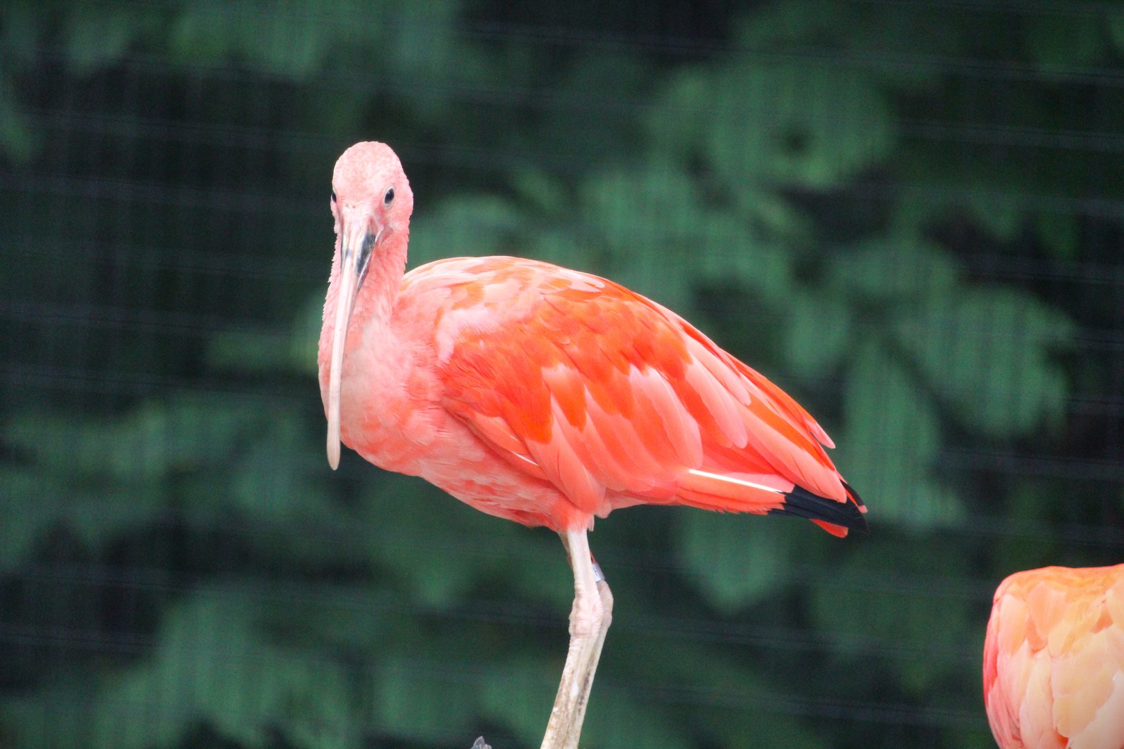 Scarlet Ibis