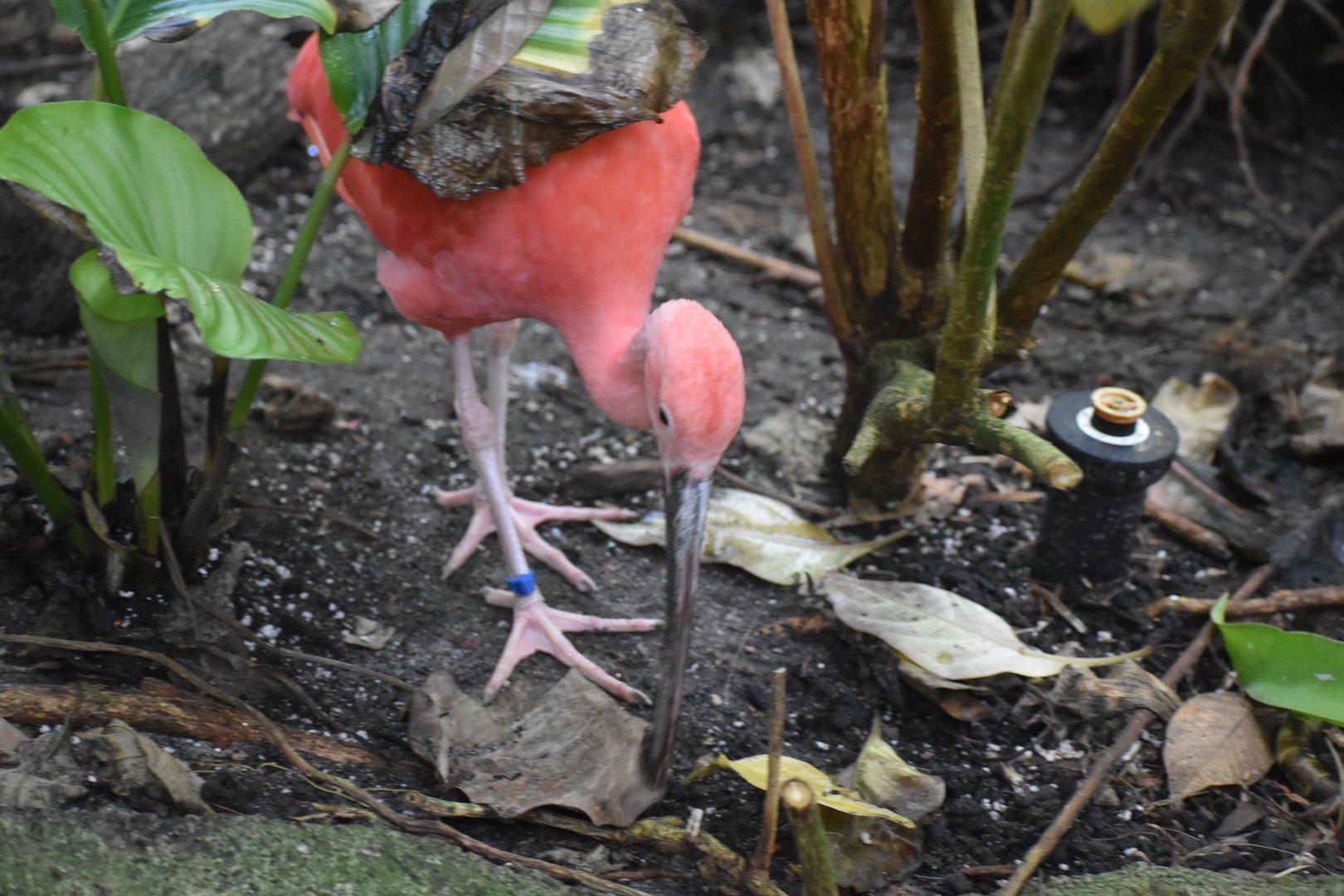 Scarlet Ibis