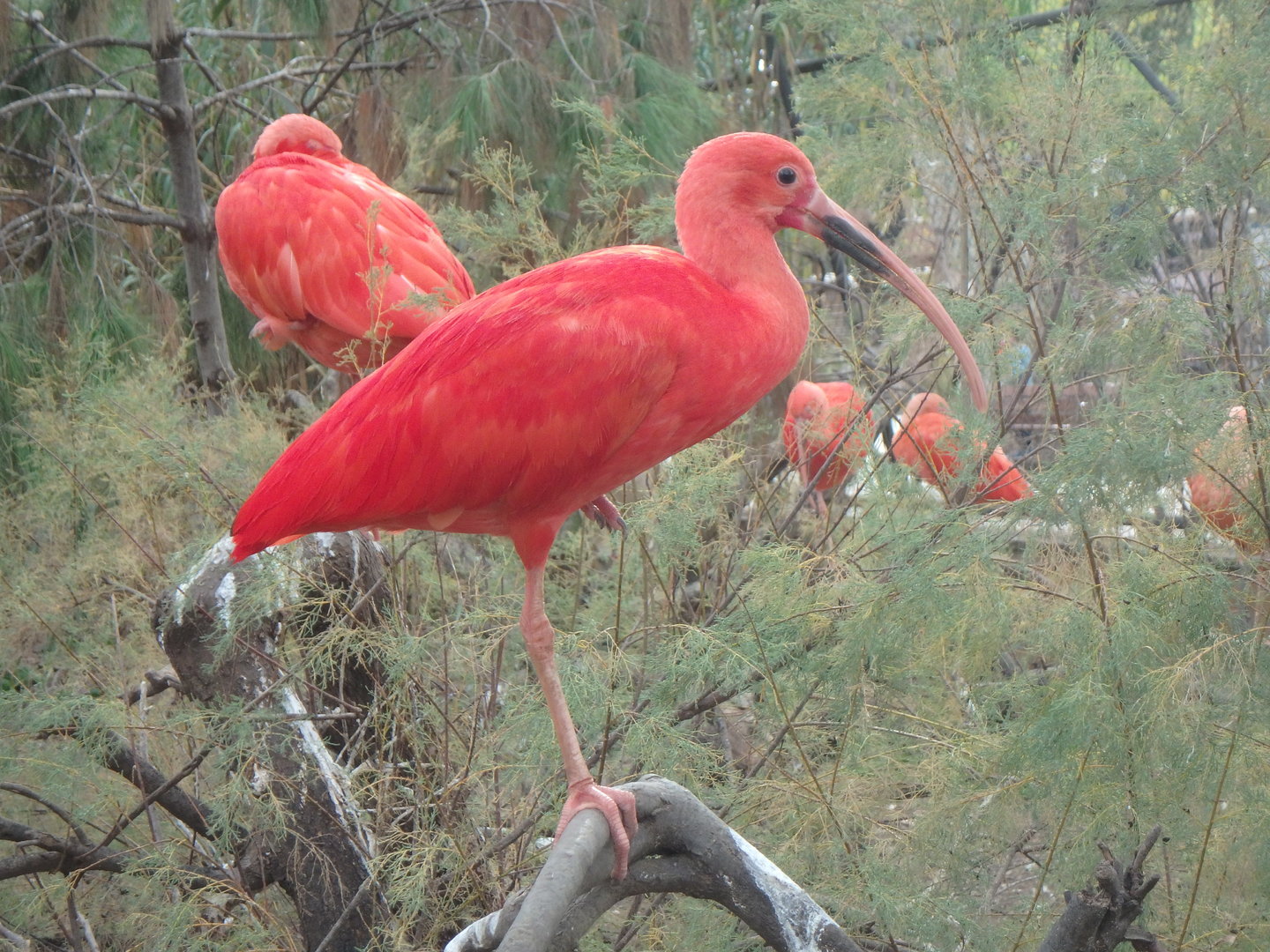 Scarlet ibis