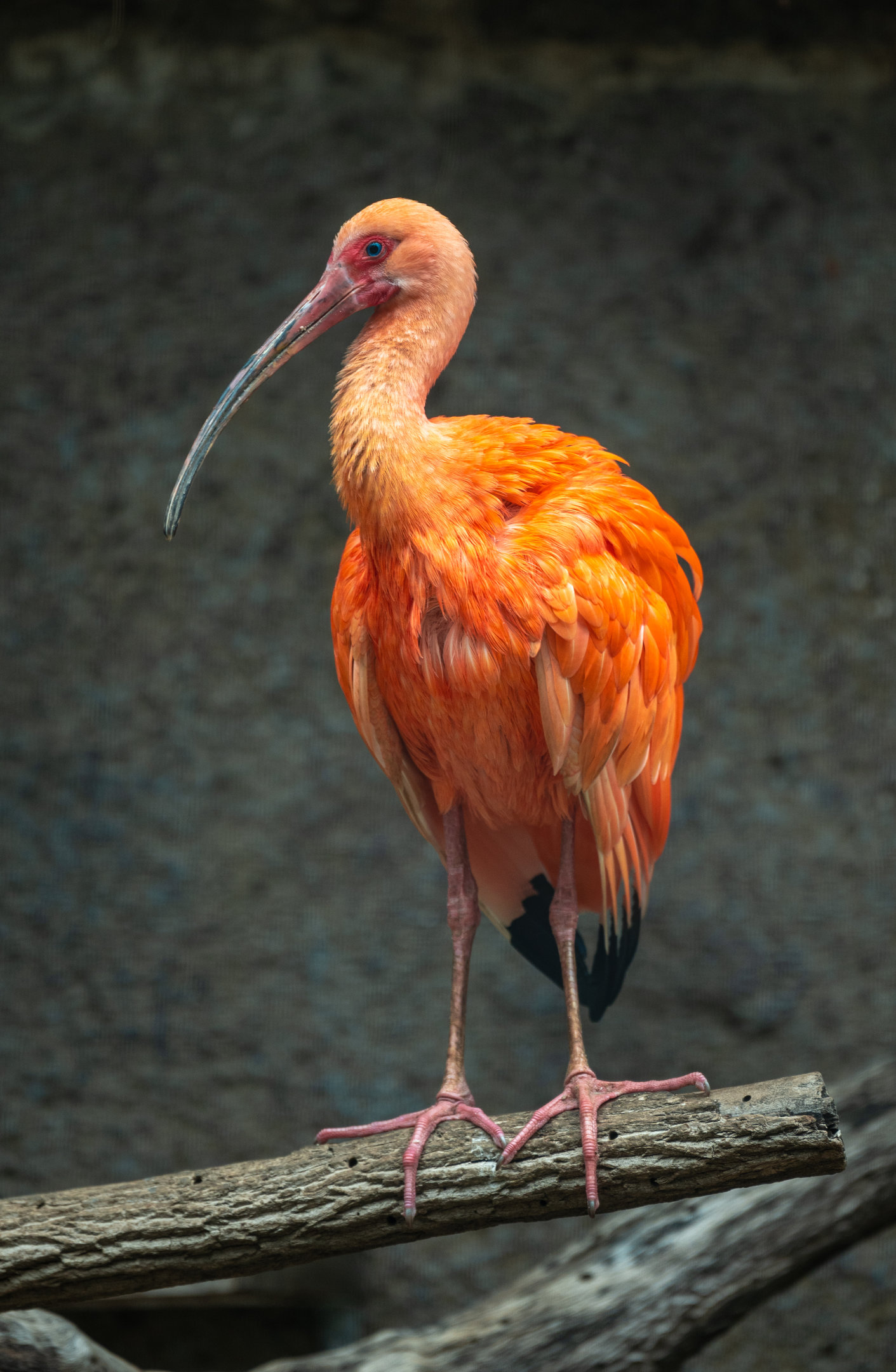 Scarlet Ibis