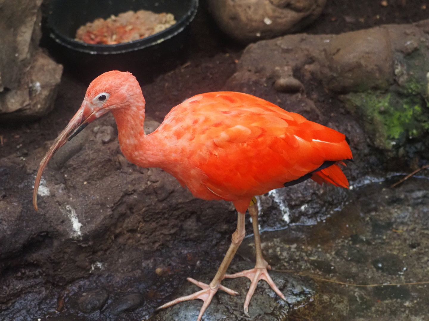 Scarlet ibis