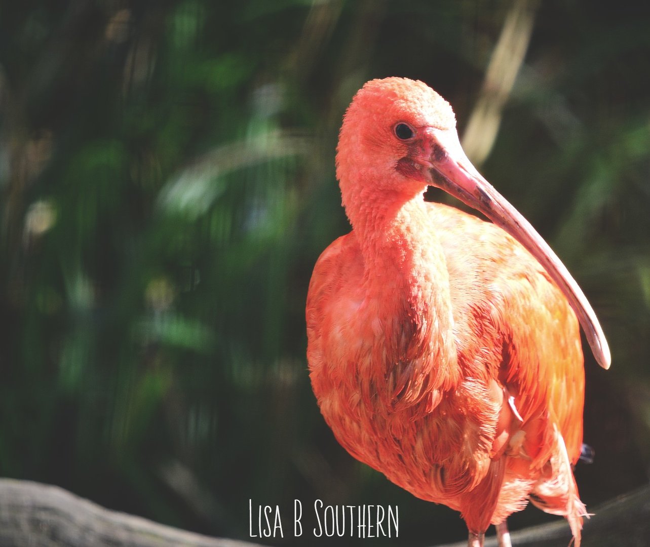 scarlet ibis