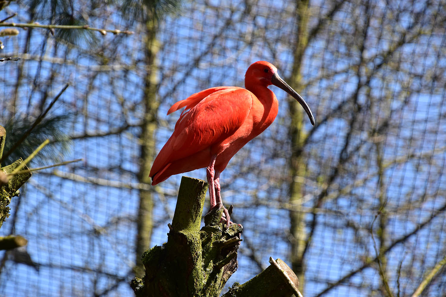 Scarlet ibis