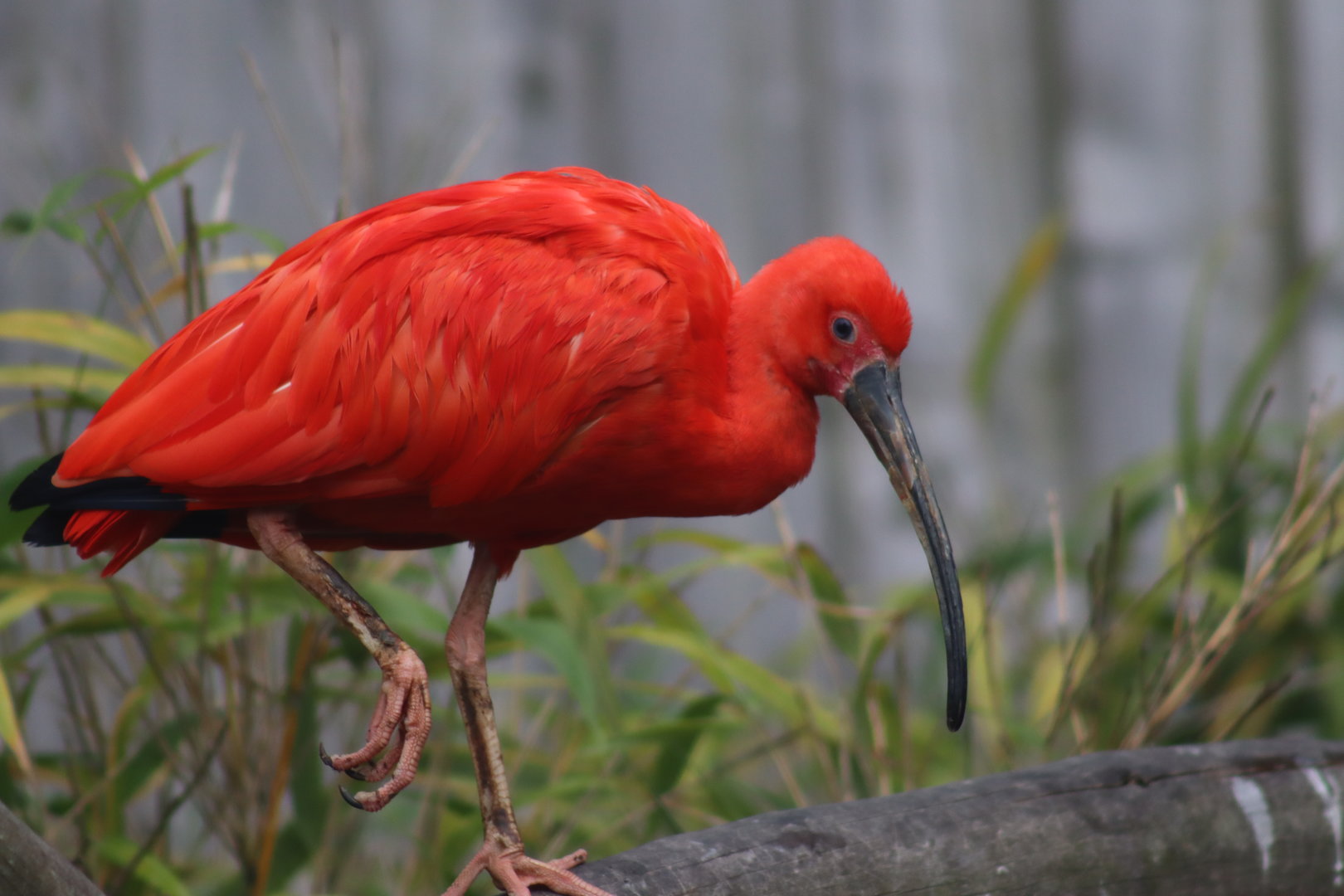 Scarlet Ibis