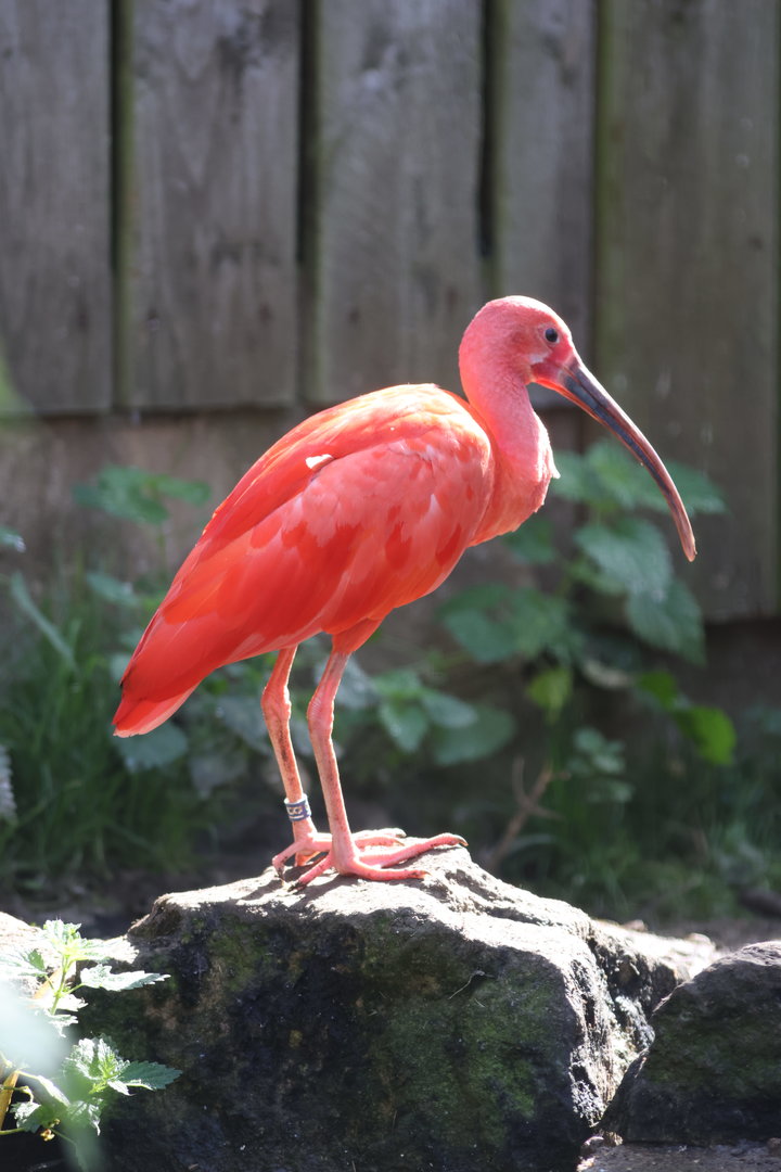 Scarlet Ibis