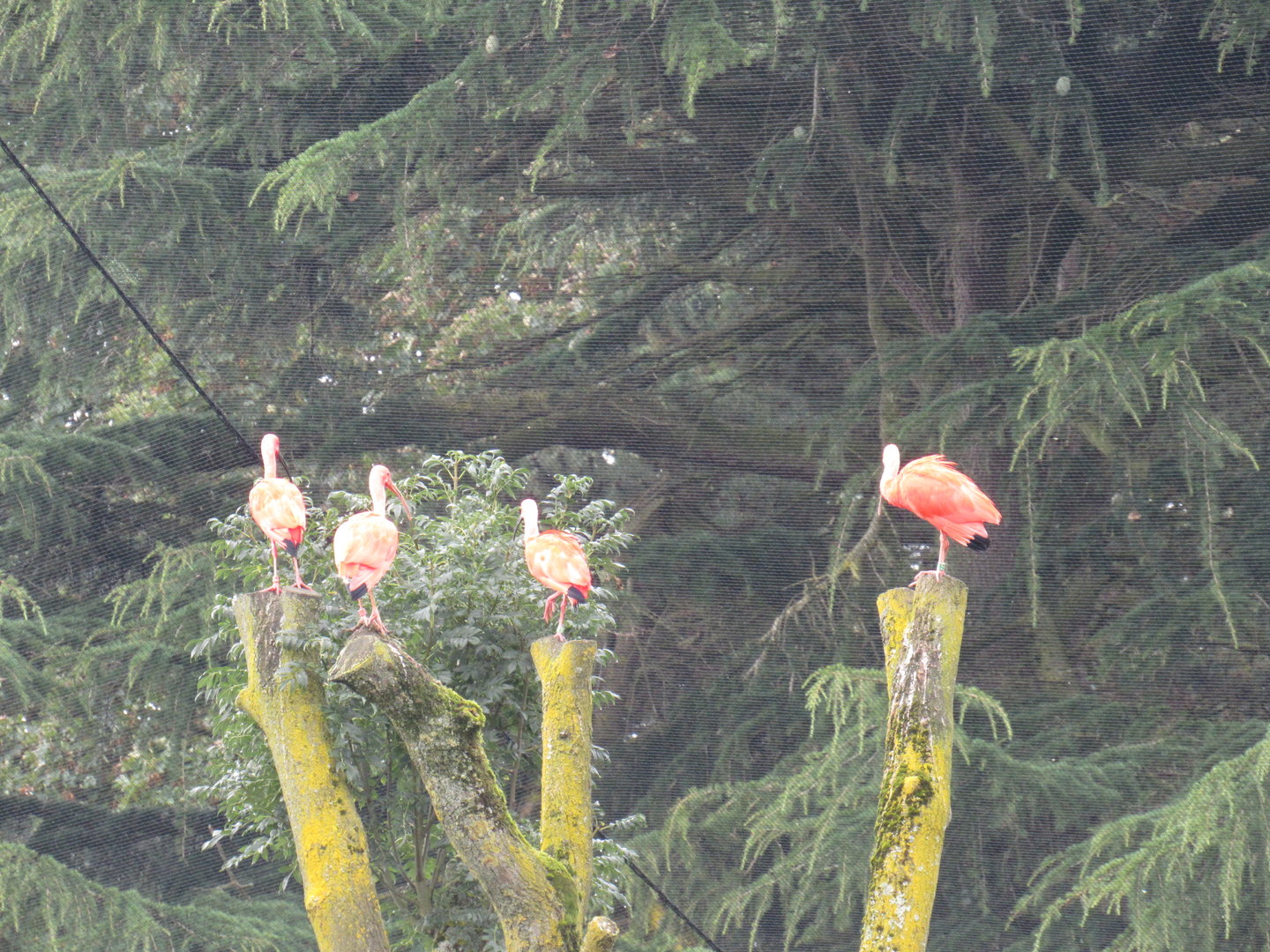 Scarlet Ibis