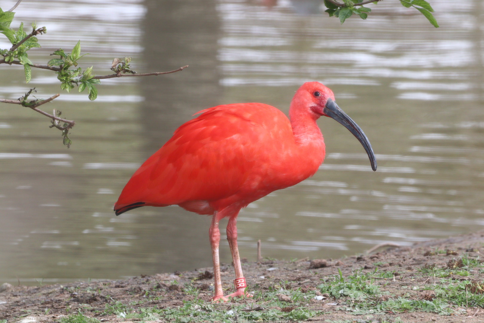Scarlet Ibis