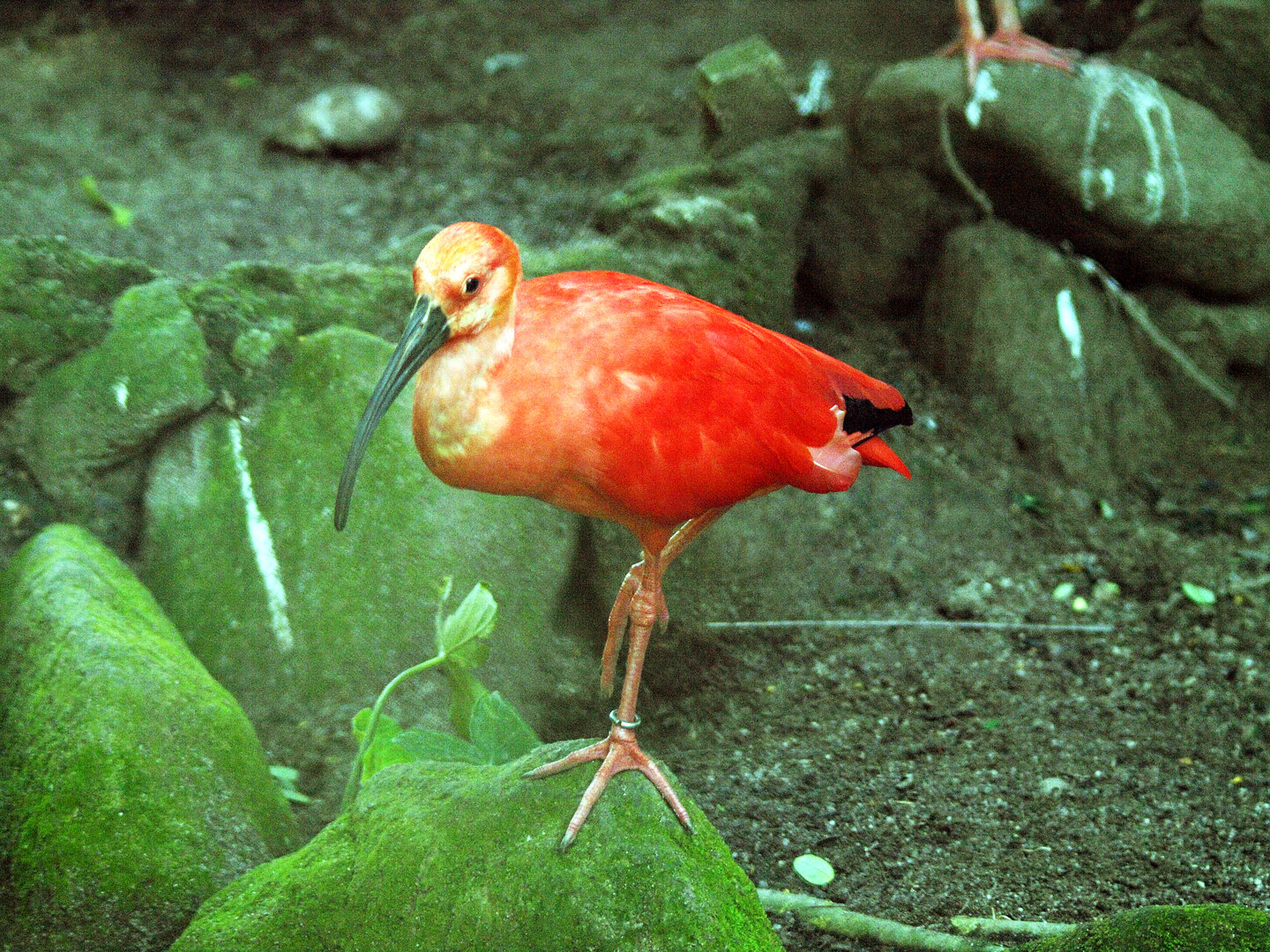 Scarlet ibis