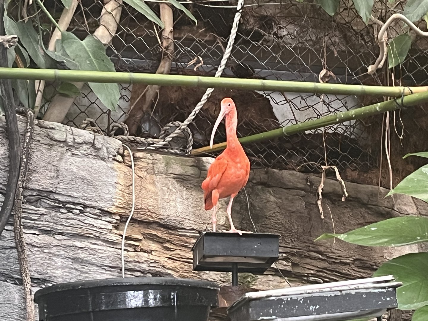 Scarlet Ibis