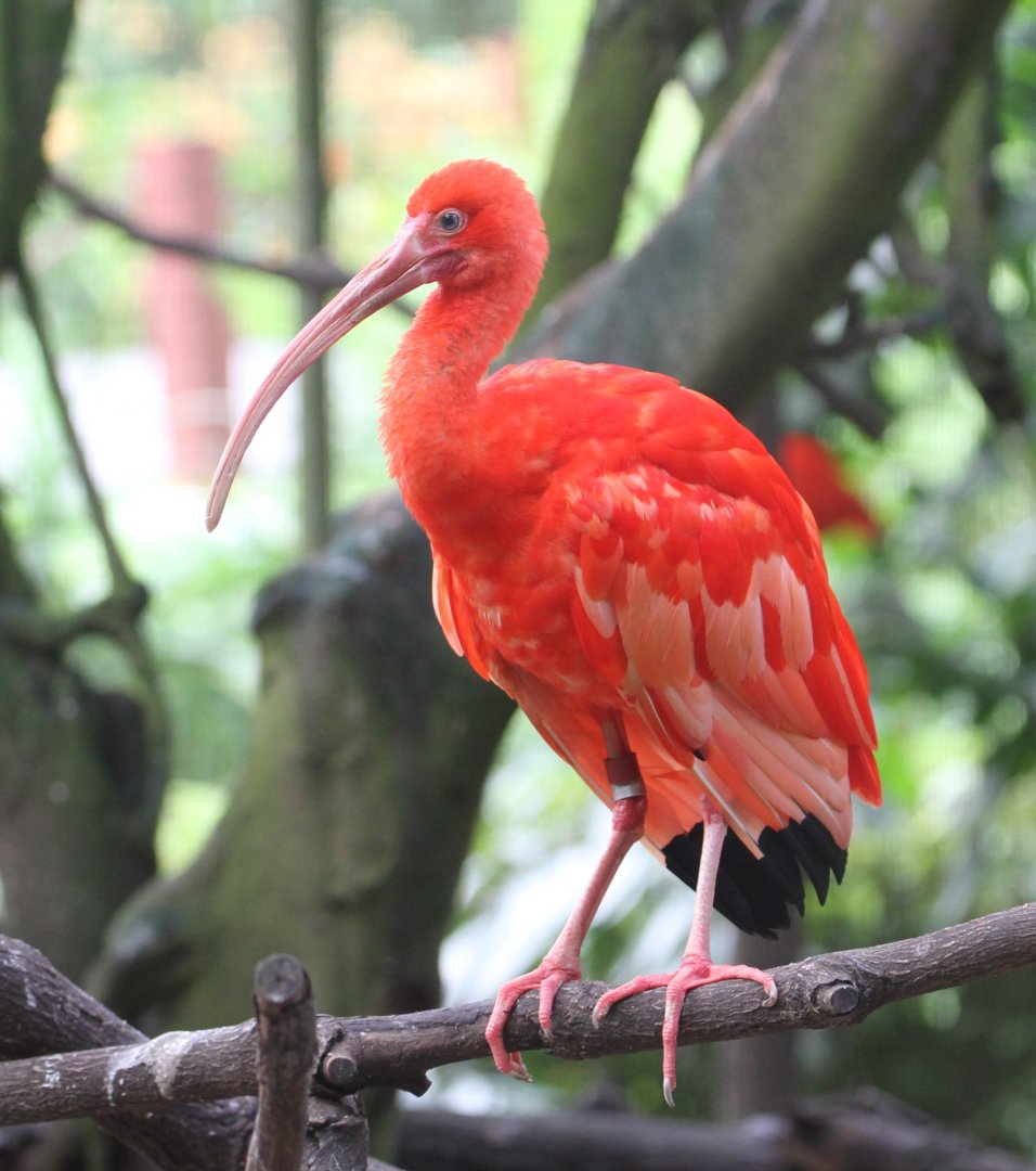 Scarlet Ibis