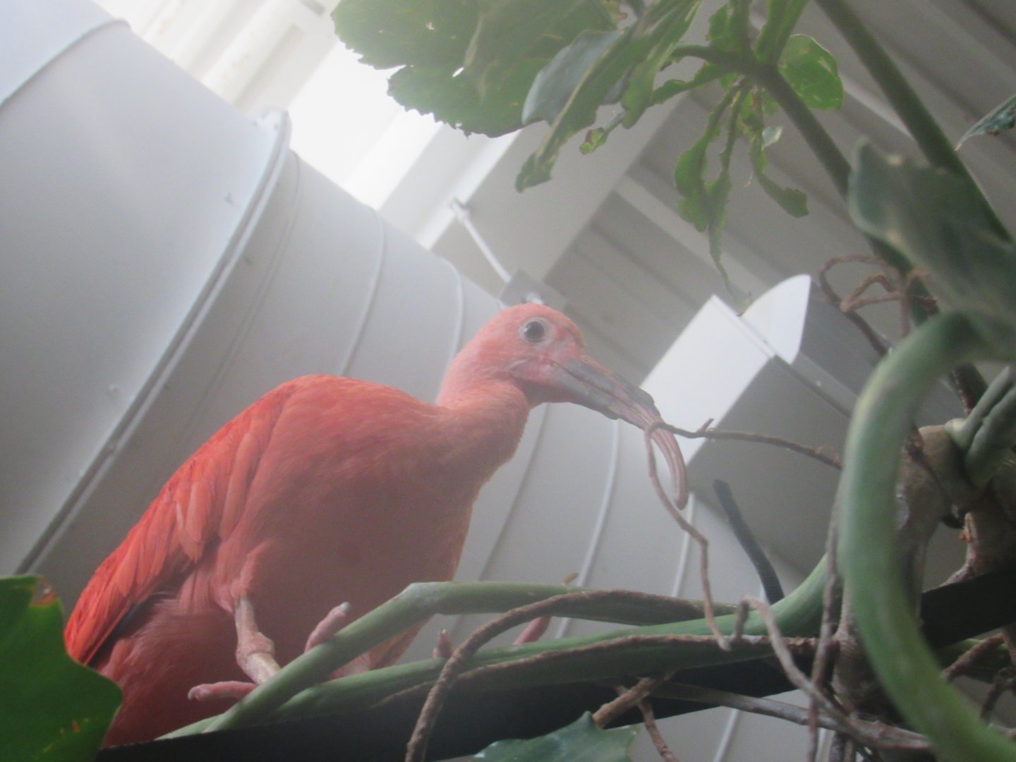 scarlet ibis
