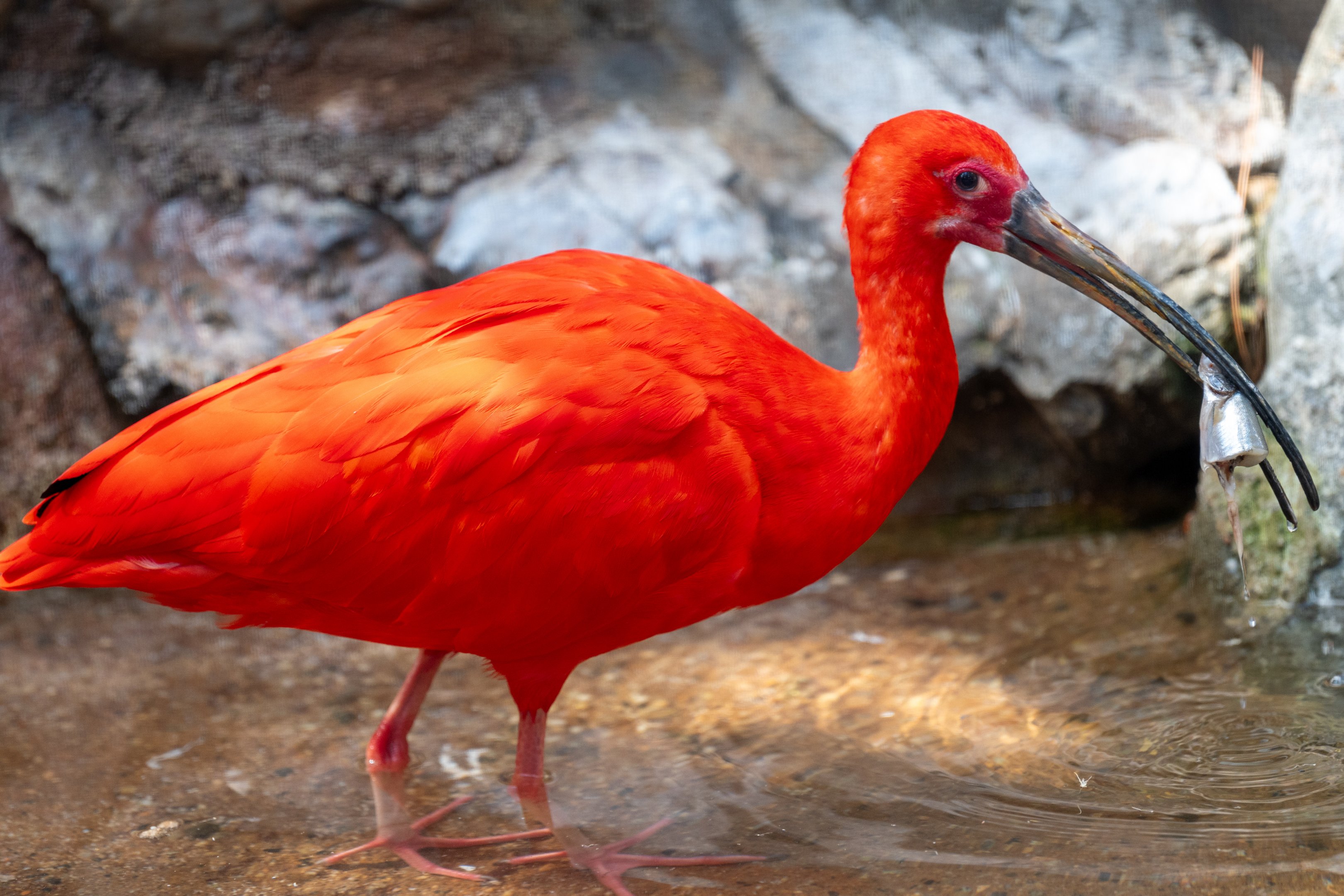 Scarlet Ibis