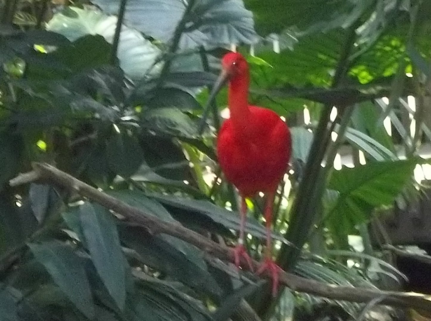 Scarlet Ibis