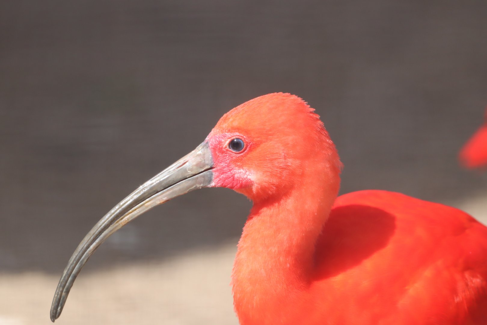 Scarlet Ibis