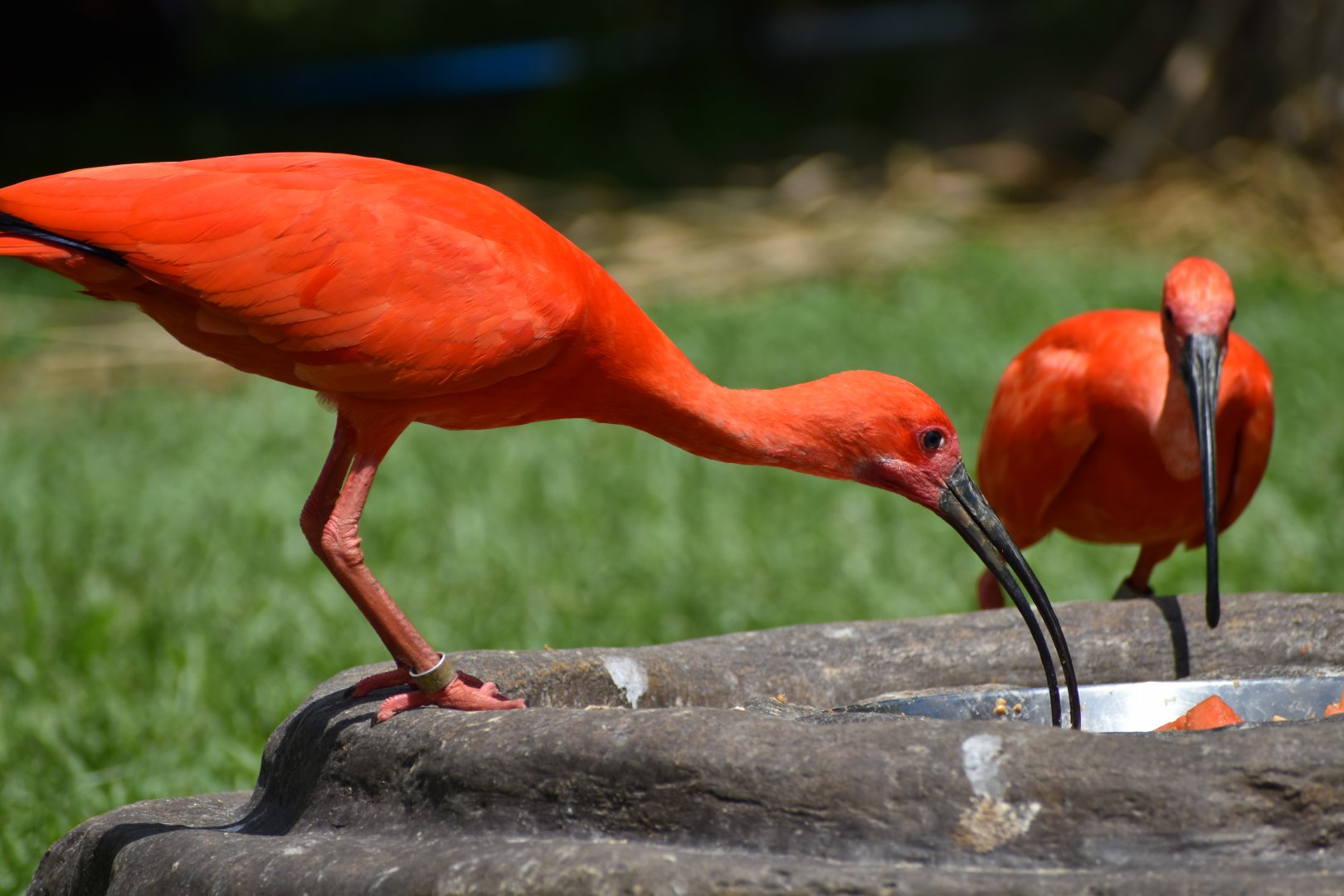 Scarlet Ibis