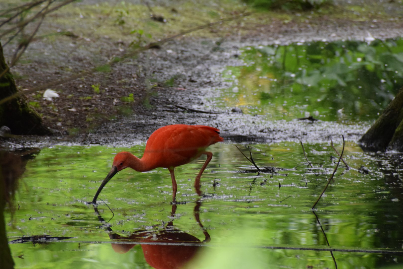 Scarlet ibis