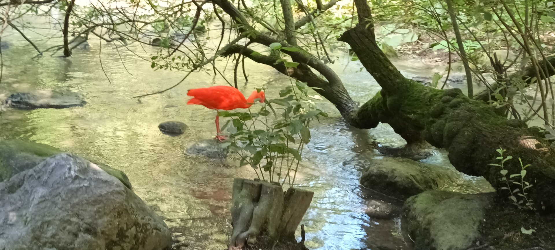 Scarlet Ibis