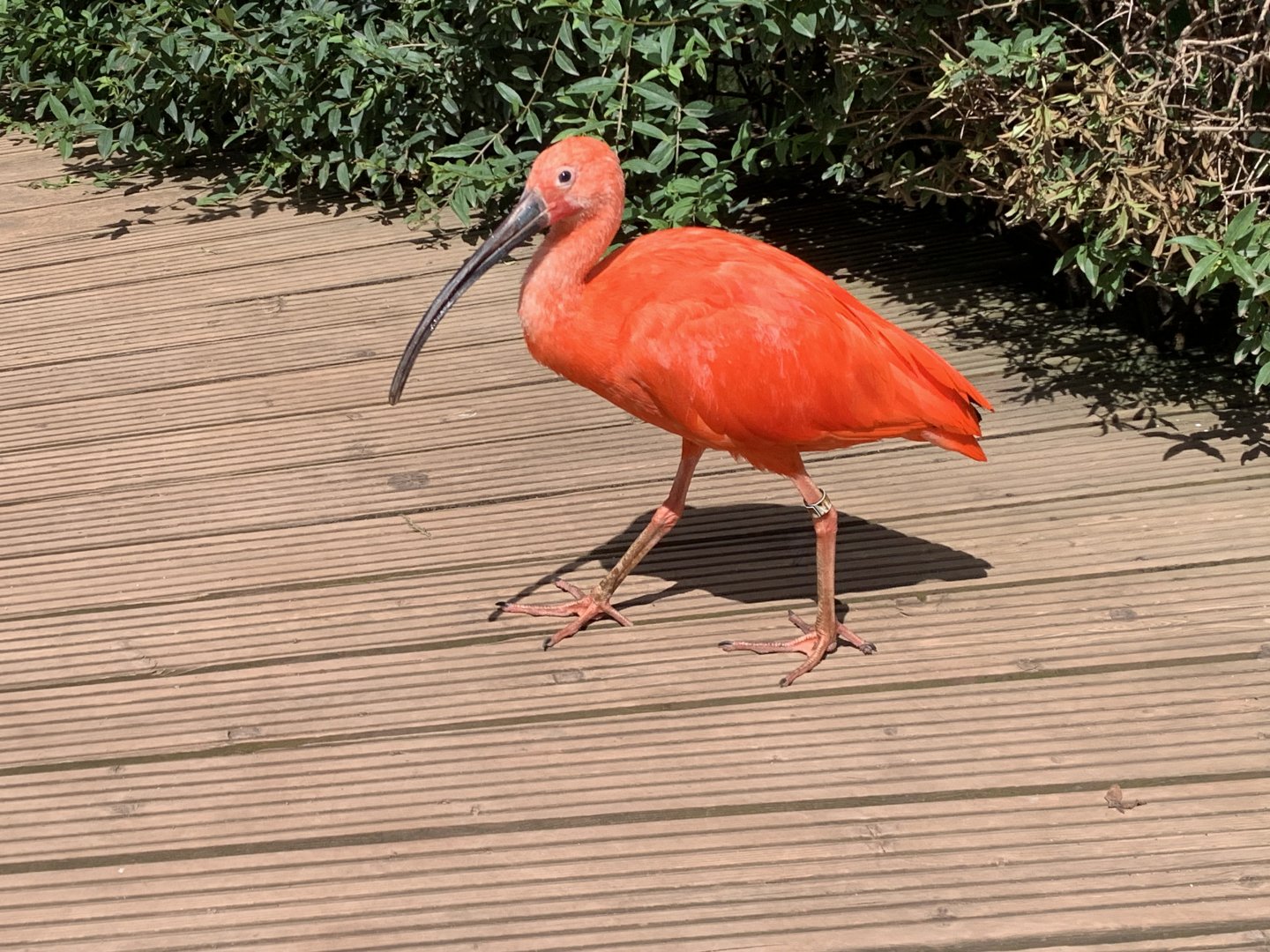 Scarlet ibis