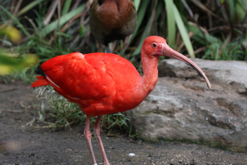 Scarlet Ibis