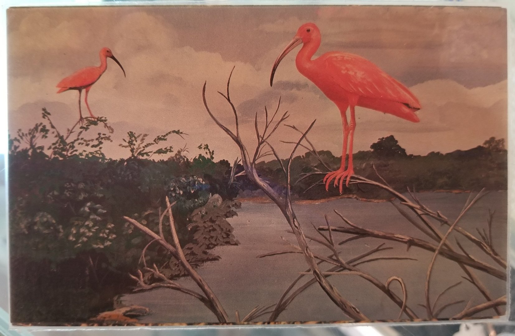 Scarlet ibis