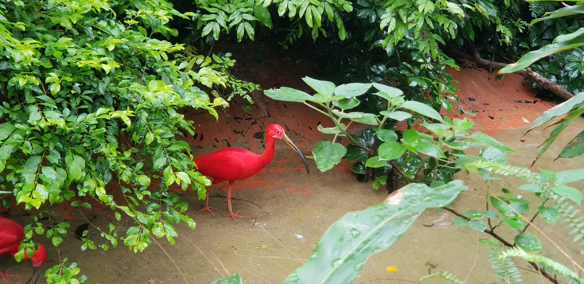 Scarlet Ibis
