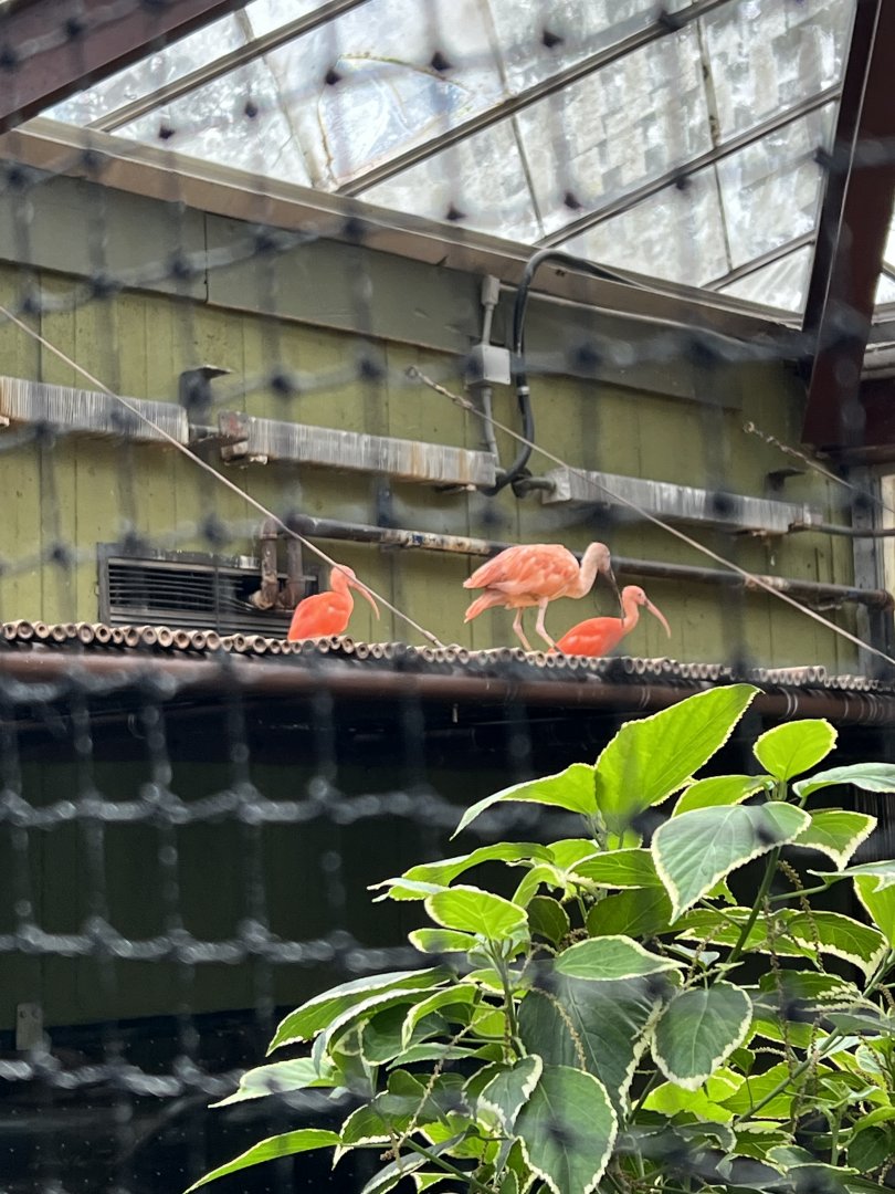 Scarlet Ibis