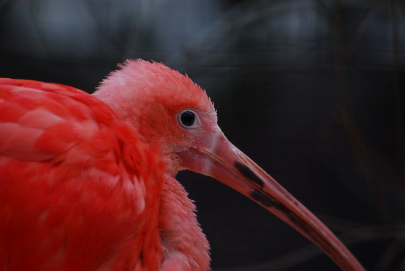 Scarlet ibis