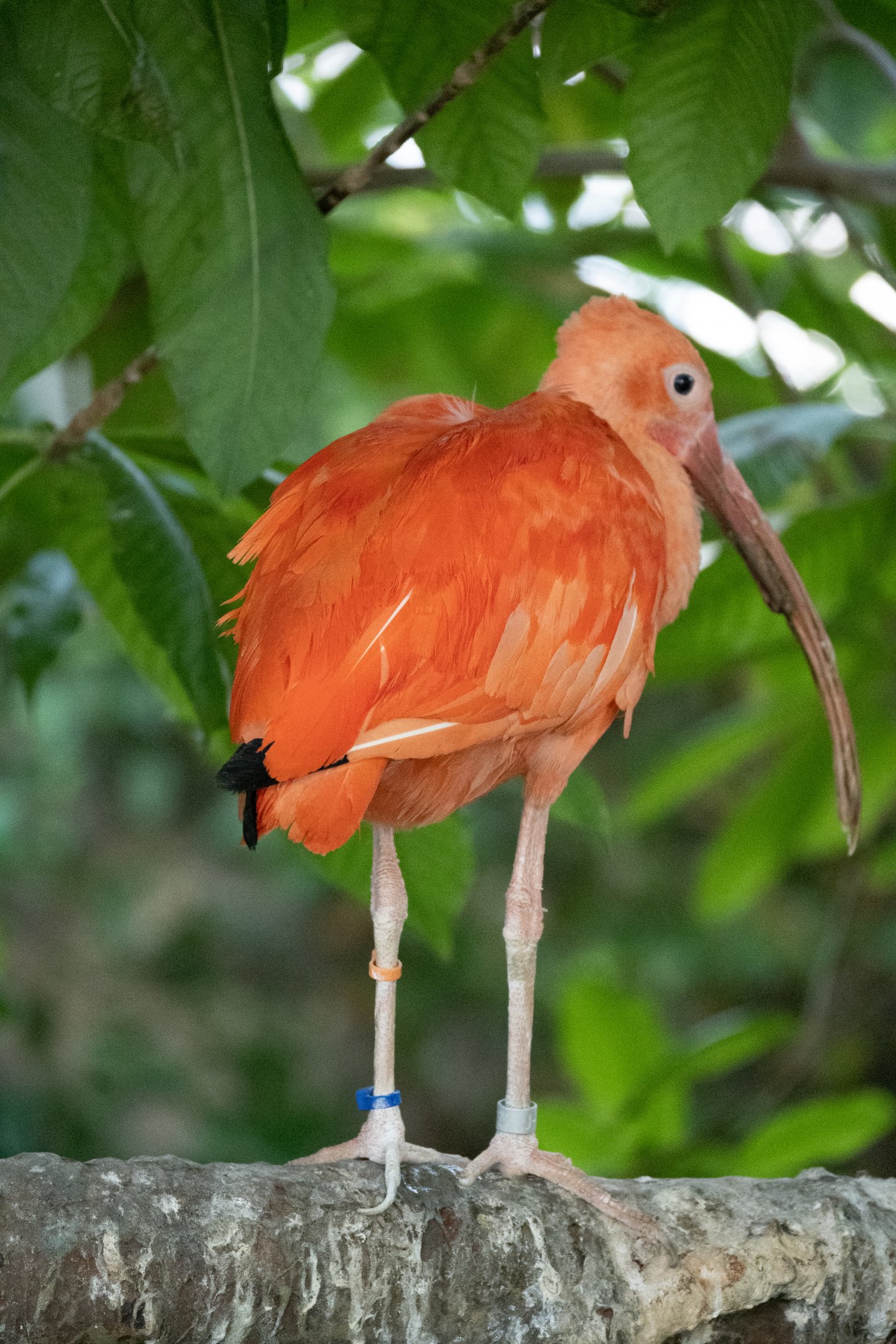 Scarlet Ibis