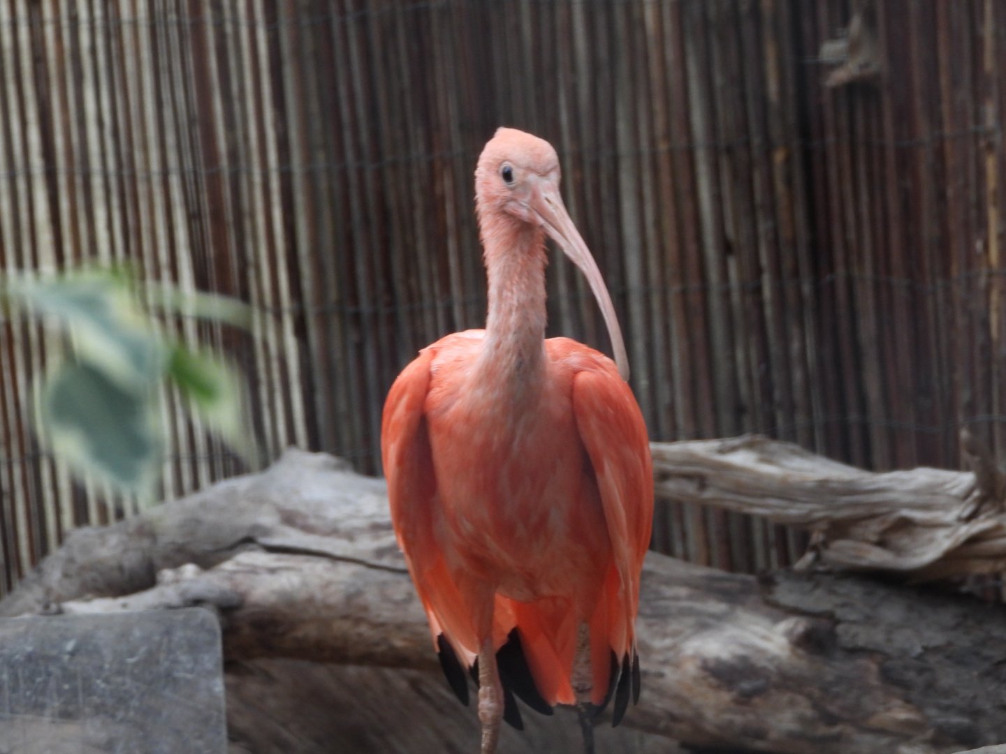 Scarlet ibis