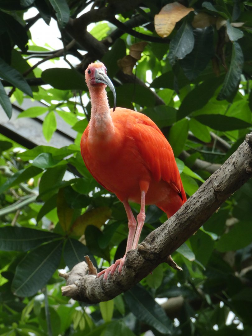 Scarlet ibis