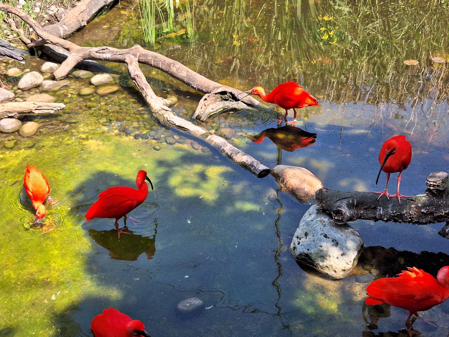 Scarlet Ibis