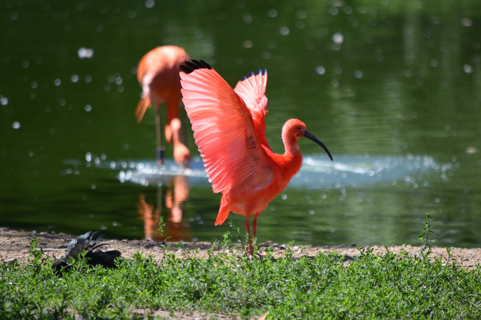 Scarlet ibis