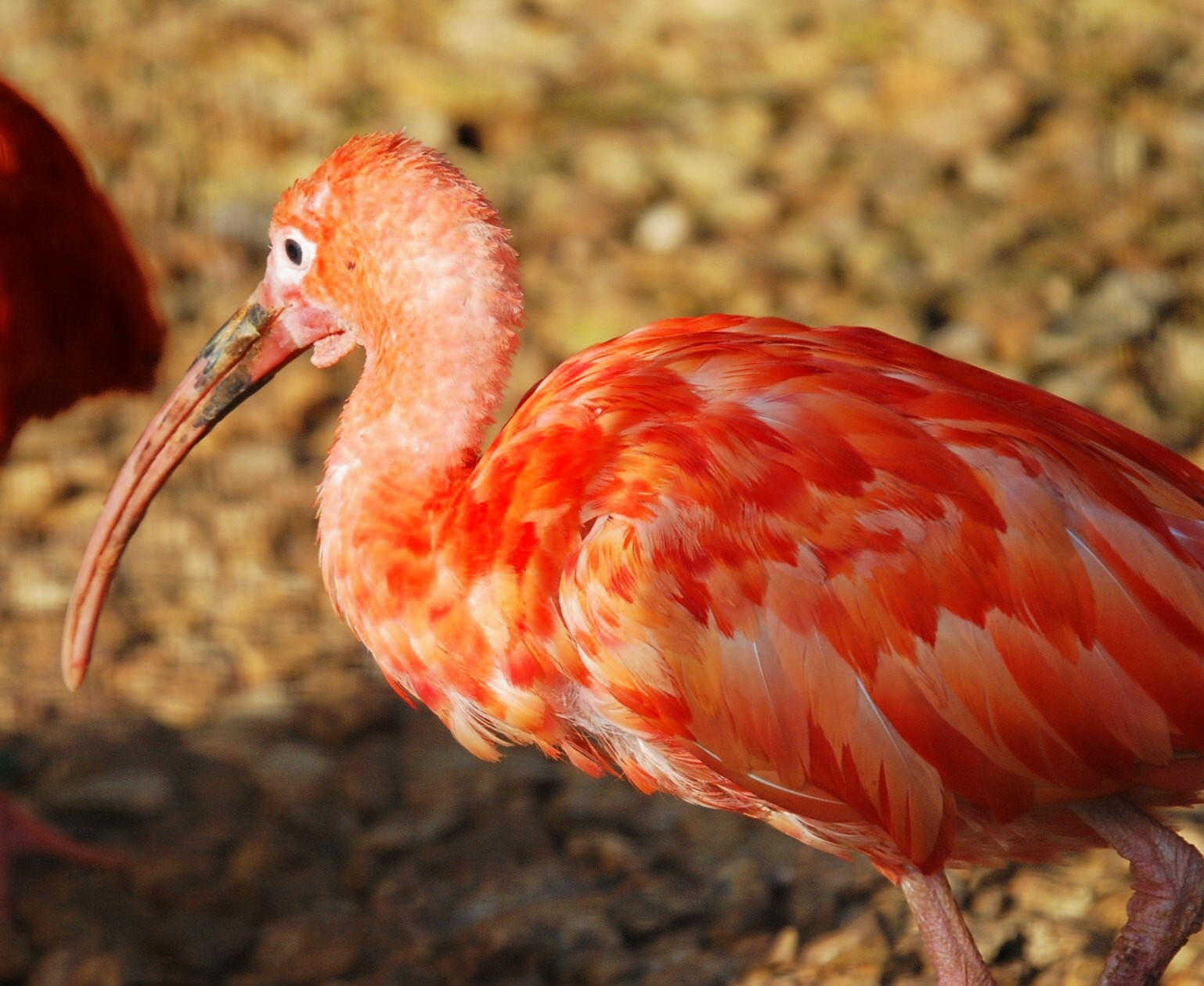 Scarlet Ibis