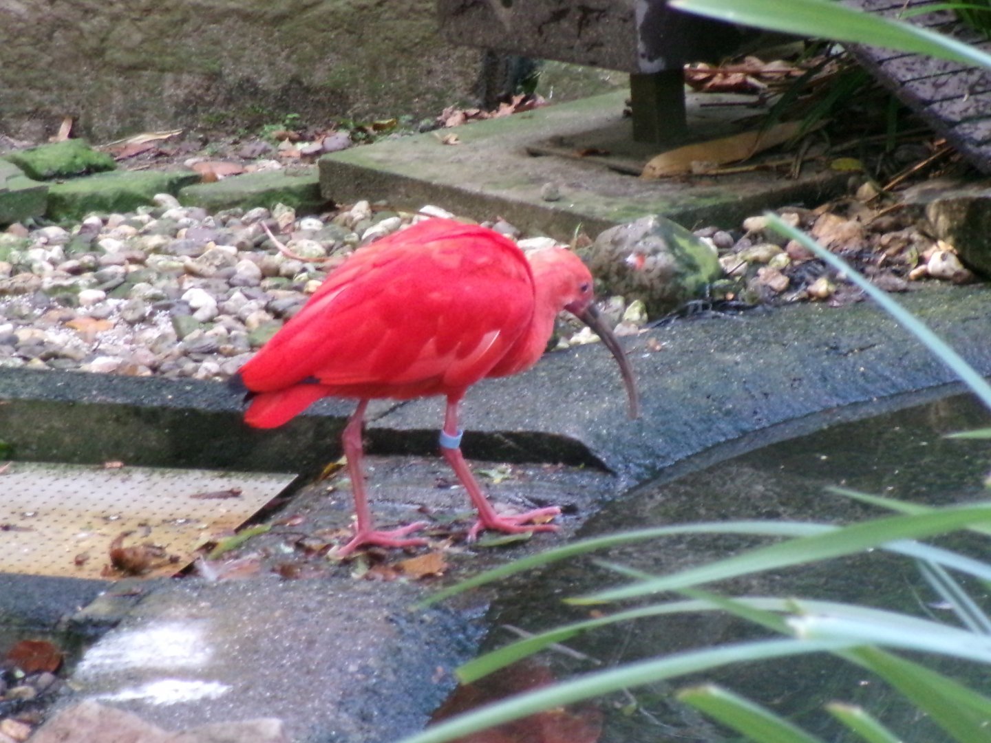 Scarlet ibis